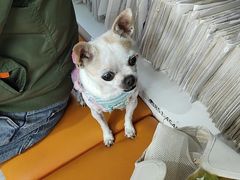 -爱侣宠医·鹦鹉专科·小型哺乳类·异宠专科(灵石路店)