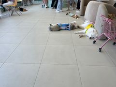 -怪兽屋·羊驼·猫咖·狗咖(俊华广场店)