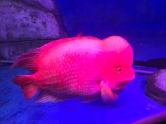 -泉州海丝野生动物世界