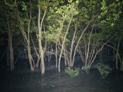 -宝安西湾红树林湿地公园