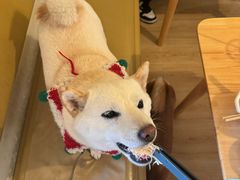 -柴の食堂·日式家庭料理·熊之肆(大学路店)