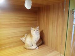 -猫十亿·布偶金渐层·曼基康矮脚猫舍(青年路店)