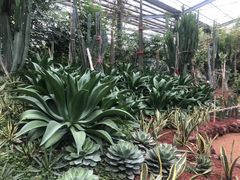 -呀路古热带植物园