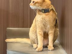 -Again Coffee Roaster(香蜜湖店)