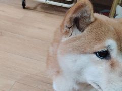 -是阿柴呀！柴犬咖啡·爱喵喵猫咖