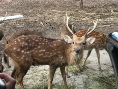 -清迈夜间动物园