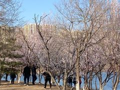 -永定河休闲森林公园