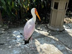 -吉隆坡雀鸟公园