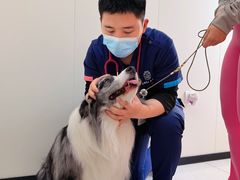 -美联众合动物医院·24h京西诊疗中心