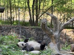 -都江堰中华大熊猫苑