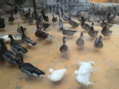 -北京市海淀外国语实验学校