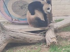 -石家庄市动物园