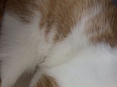 -纳吉亚猫专科动物诊疗中心(蒋宅口分院)