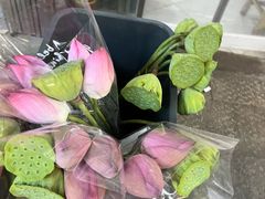 -循礼门鲜花花市(武汉循礼门店)