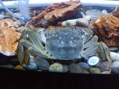-红辣椒·川菜·火锅(科华路店)