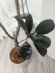 -HEYAN荷妍专业脱毛连锁机构