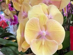 -双季花艺园艺市场(浦东店)