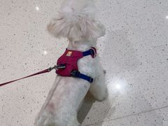 -帕帕拉兹宠物(亚洲旗舰店)