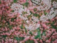 -顾村公园