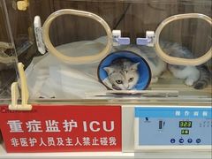 -御宝贝·A梦猫科宠物医院(国际猫友好医院)