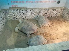 -上海大自然野生昆虫馆(东方明珠·爬宠昆虫探索中心)