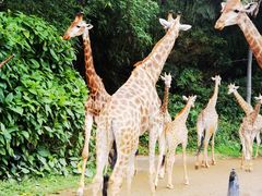 -广州长隆野生动物世界