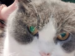 -猫儿山۰猫主题餐厅