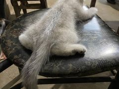 -胖老爹美式炸鸡(远洋旗舰店)