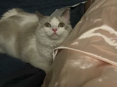 -天使宠物医院·犬猫分诊(彩虹店)