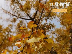 -三里屯东五街银杏大道