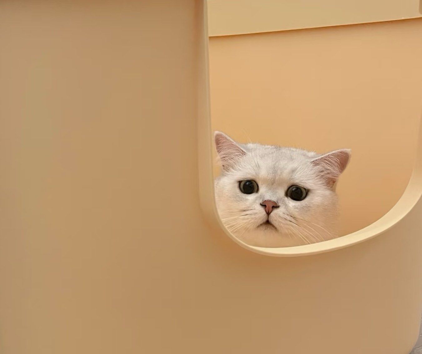 猫猫祟祟偷看我