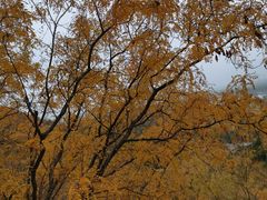 -静之湖湖畔餐厅