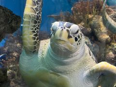 -上海海洋水族馆