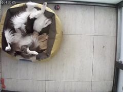-趣玩宠物乐园寄养训犬训狗游泳池
