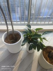 -HEYAN荷妍专业脱毛连锁机构