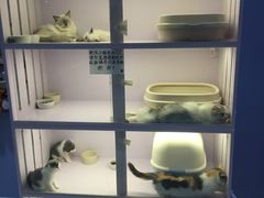 -喵的天空名猫咖啡馆·撸猫·猫舍·用品