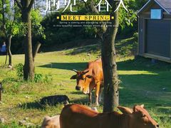-大姆山草场
