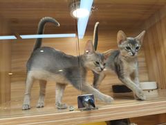 -猫十亿·布偶金渐层·曼基康矮脚猫舍(青年路店)
