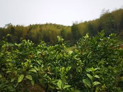 -四明湖