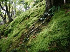 -常寂光寺
