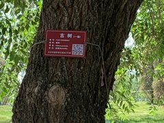 -西海子公园