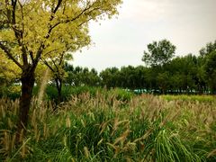 -东郊湿地公园