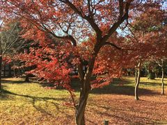 -京都御所
