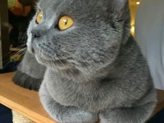 -more than meow吴止猫主题餐厅(承德 中船汇店)