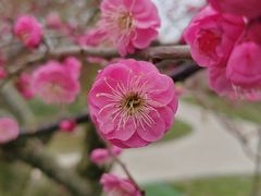 -花开海上生态园