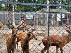 -长白岛森林公园