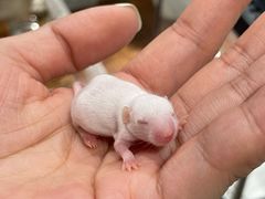 -酷以爬仙阁实体爬宠店·守宫·蜥蜴·专业繁育