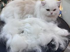 -momokira米努特·德文卷毛猫·棉花面纱犬