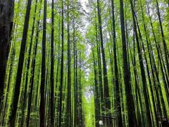 -山王坪喀斯特国家生态公园
