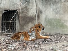 -栾川竹海野生动物园